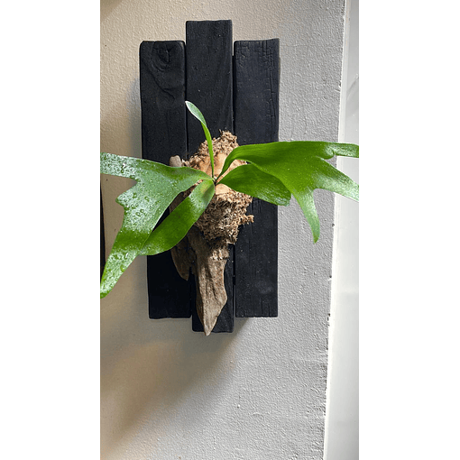 Composición botánica 1 - Platycerum bifurcatum