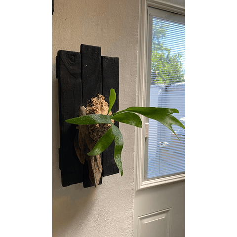 Composición botánica 1 - Platycerum bifurcatum