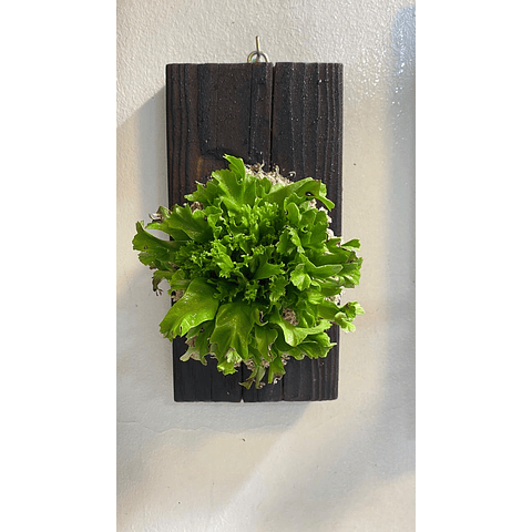 Composición botánica 2 - Asplenium nidus "Leslie"