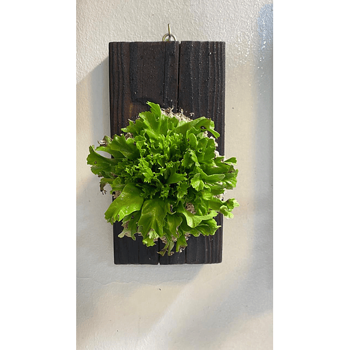 Composición botánica 2 - Asplenium nidus "Leslie"