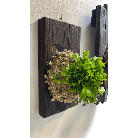 Composición botánica 2 - Asplenium nidus "Leslie"