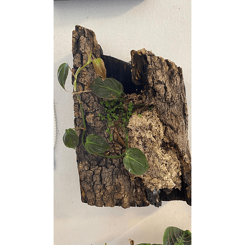 Composición botánica 3 - Philodendro micans