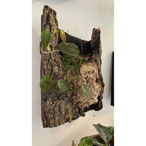 Composición botánica 3 - Philodendro micans