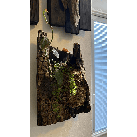 Composición botánica 3 - Philodendro micans