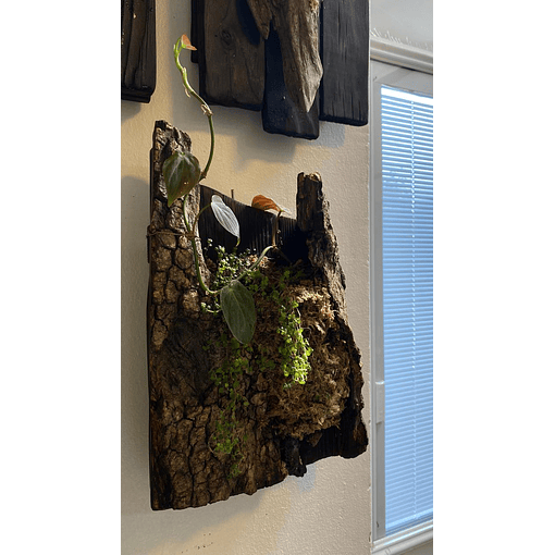 Composición botánica 3 - Philodendro micans