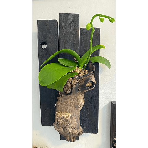 Composición botánica 4 - Orquidea Phanaelopsis