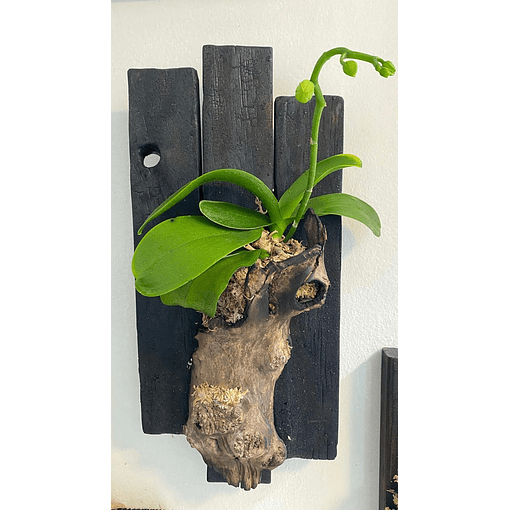 Composición botánica 4 - Orquidea Phanaelopsis