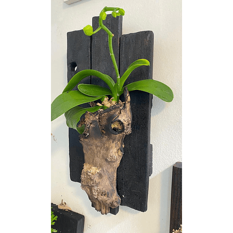 Composición botánica 4 - Orquidea Phanaelopsis