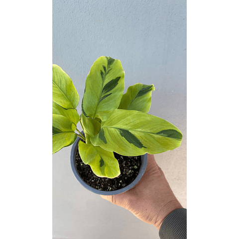 Calathea Thai Beauty
