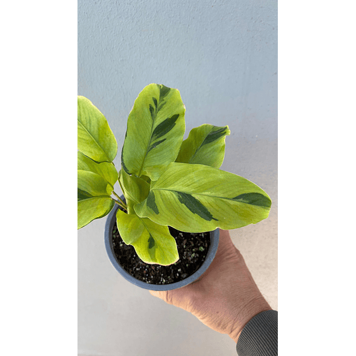 Calathea Thai Beauty