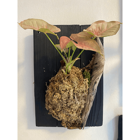 Composición botánica 5