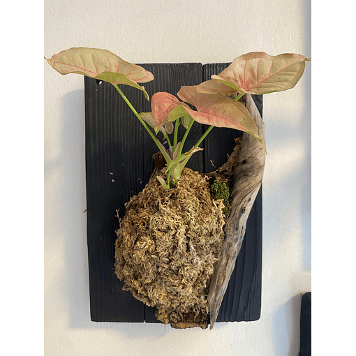 Composición botánica 5