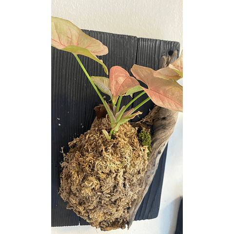 Composición botánica 5