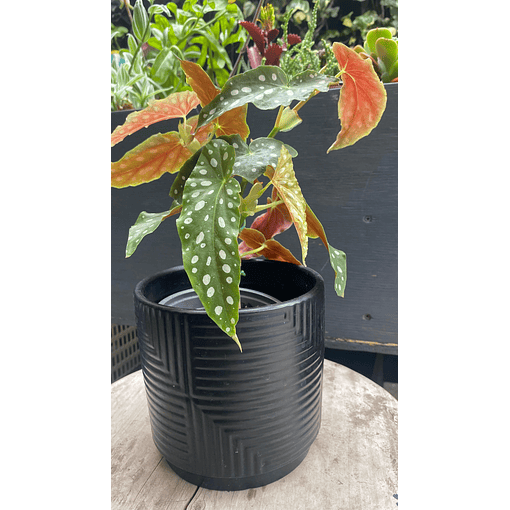 Begonia maculata