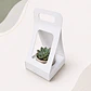 Caja Suculenta L - Miniatura 1