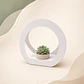 Suculenta circular - Miniatura 1