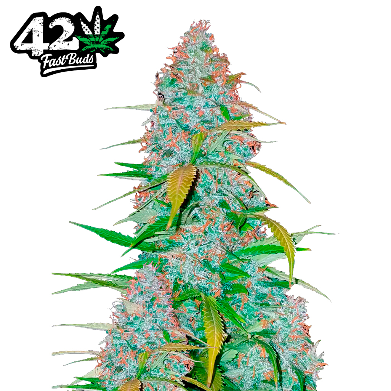 Fast Buds Californian Snow Auto 3 + 2 2