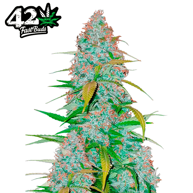 Fast Buds Californian Snow Auto 3 + 2 2
