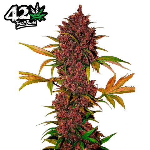 Fast Buds LSD 25 Auto 3 + 2