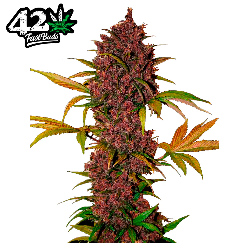 Fast Buds LSD 25 Auto 3 + 2 2