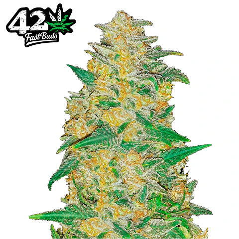 Fast Buds AK Auto 3 + 2