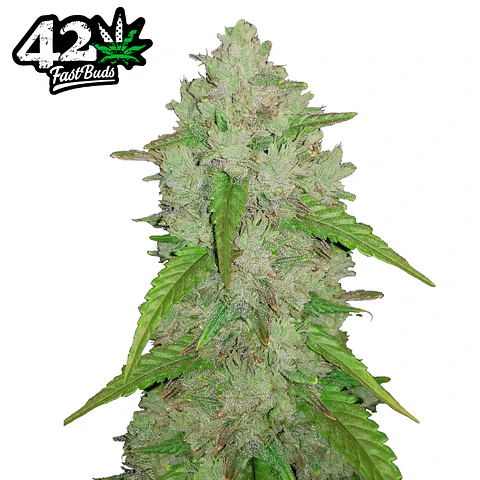 Fast Buds Amnesia Haze Auto 3 + 2