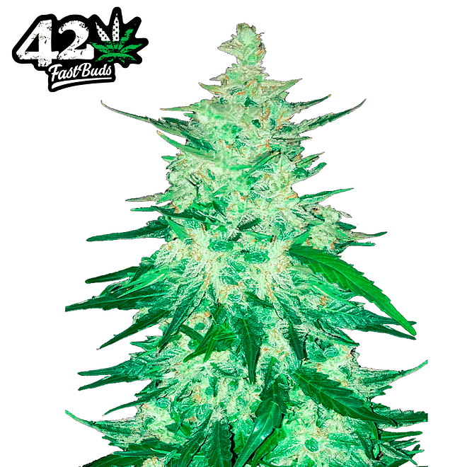 Fast Buds CBD Crack Auto 3 + 2 2