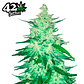 Fast Buds CBD Crack Auto 3 + 2 - Miniatura 2