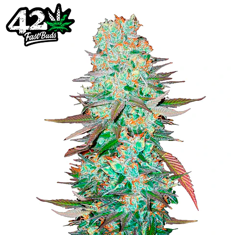 Fast Buds G14 Auto 3 + 2