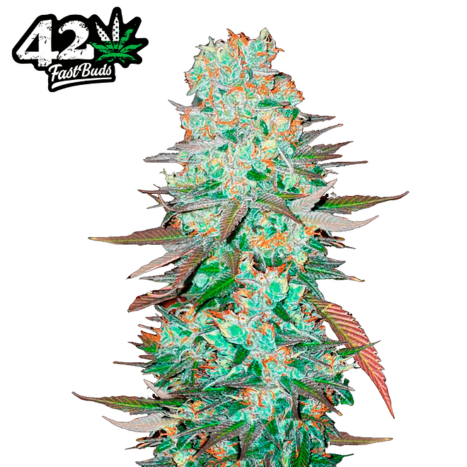 Fast Buds G14 Auto 3 + 2 2