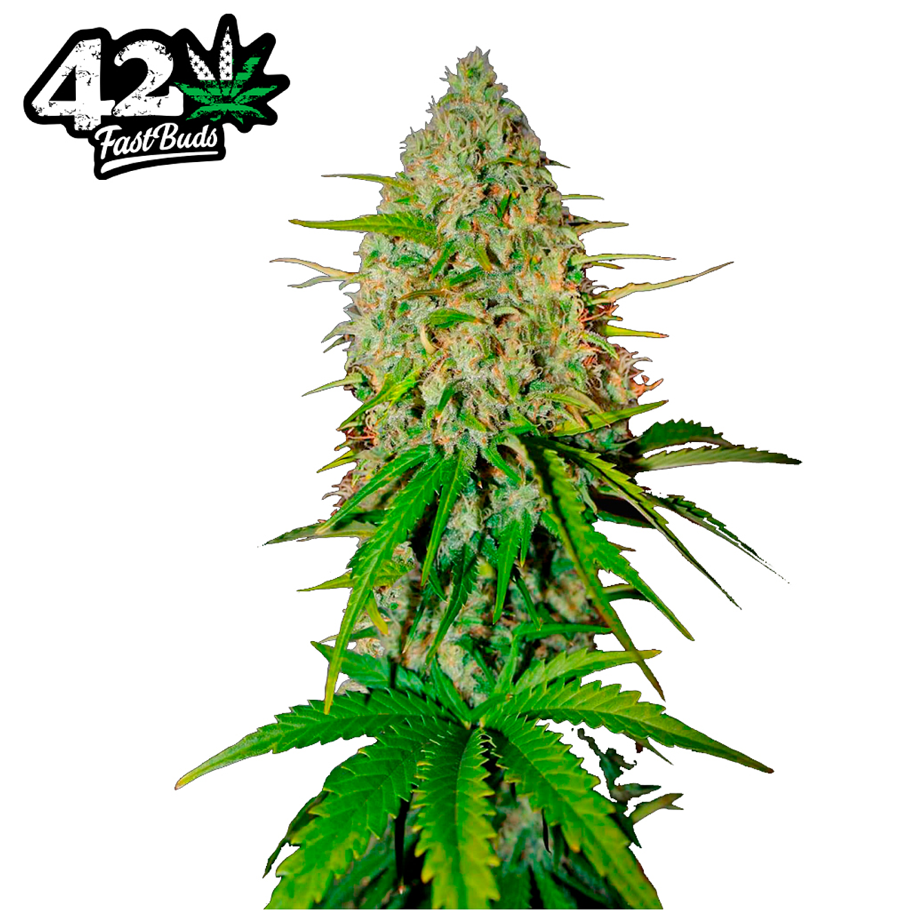 Fast Buds Grapefruit Auto 3 + 2 2