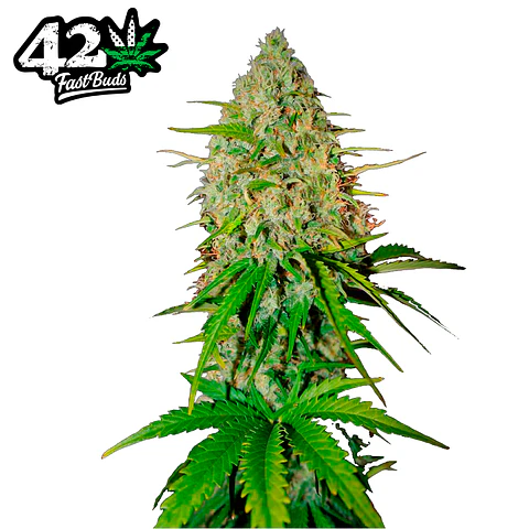 Fast Buds Grapefruit Auto 3 + 2