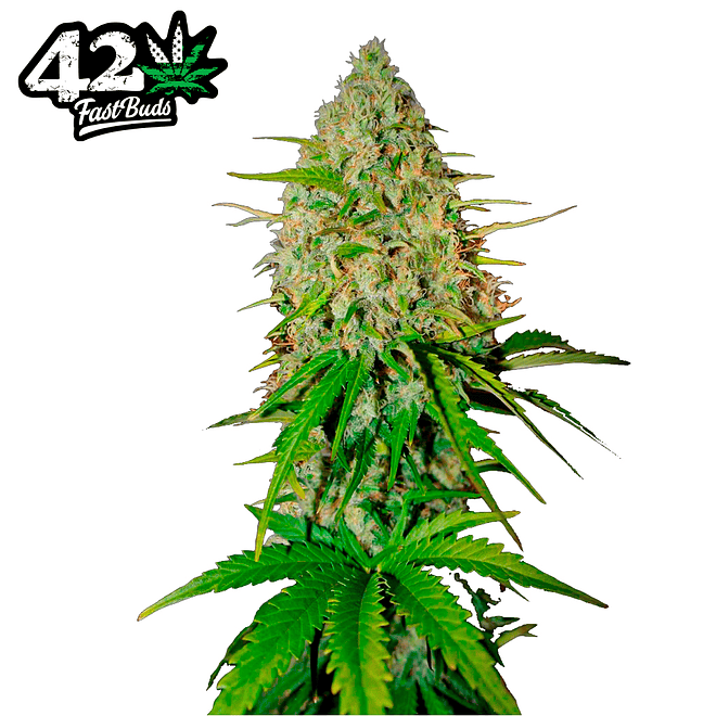 Fast Buds Grapefruit Auto 3 + 2 2