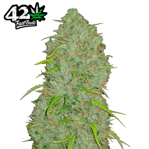Fast Buds Jack Herer Auto 3 + 2