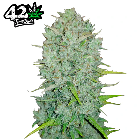 Fast Buds Northern Lights Auto 3 + 2