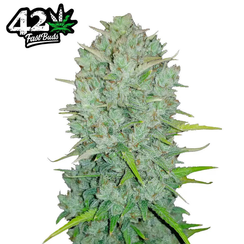 Fast Buds Northern Lights Auto 3 + 2 2