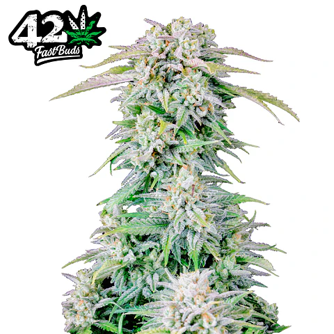 Fast Buds Original Afghan Kush Auto