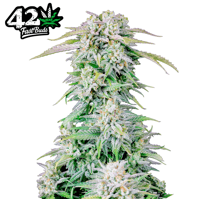 Fast Buds Original Afghan Kush Auto 2