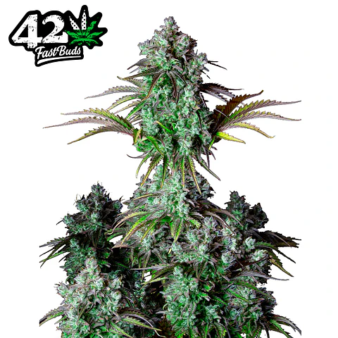 Fast Buds Big Bud Auto