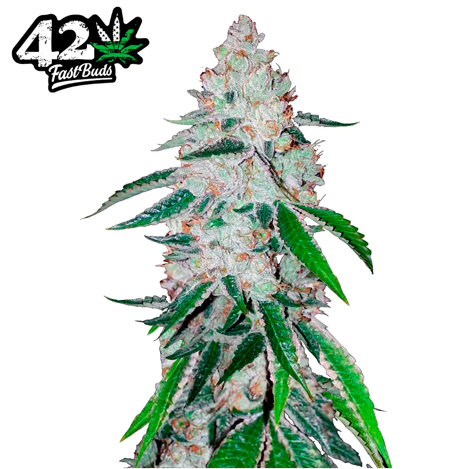 Fast Buds West Coast O.G. Auto 3 + 2 2