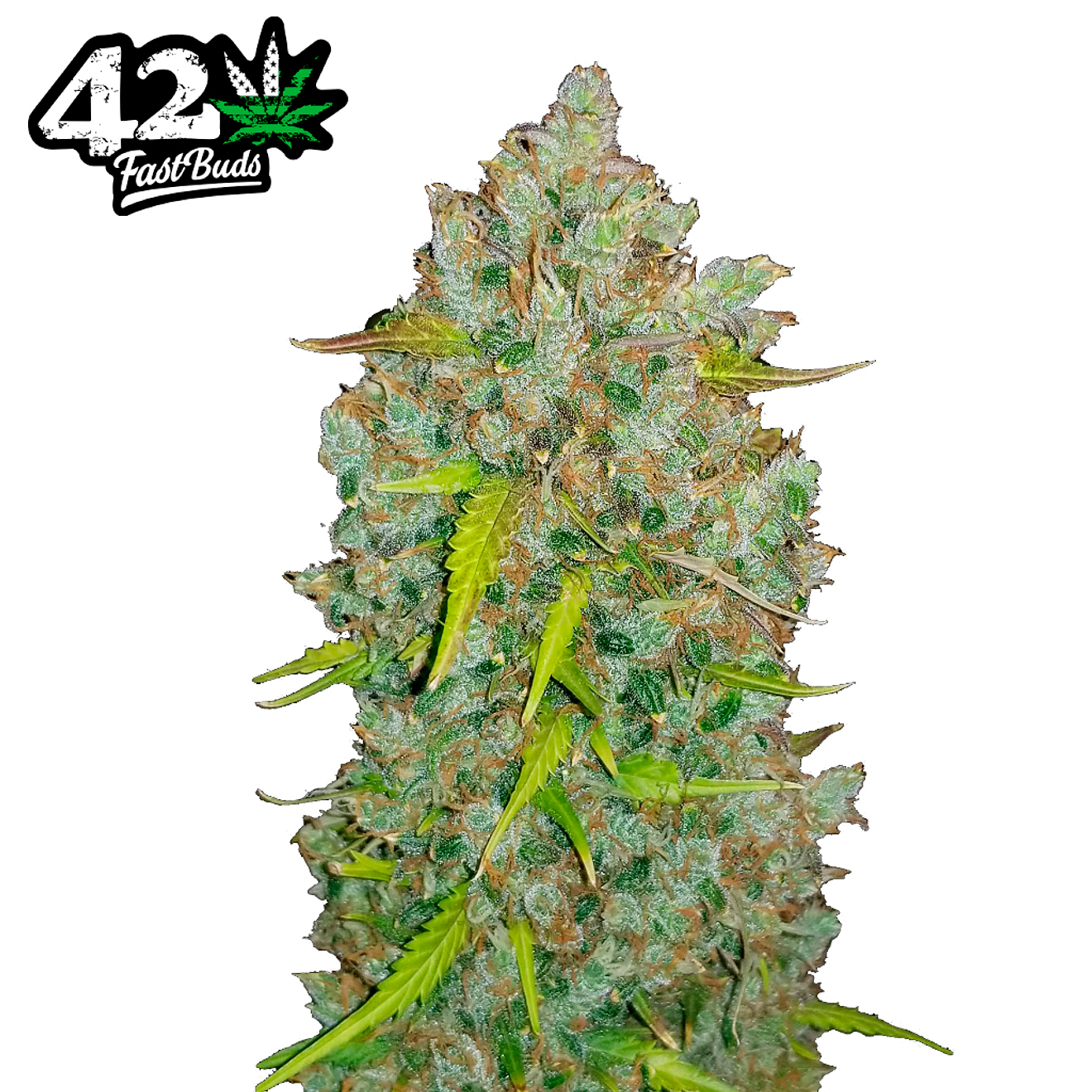 Fast Buds BubbleGum Auto 3 + 2 2