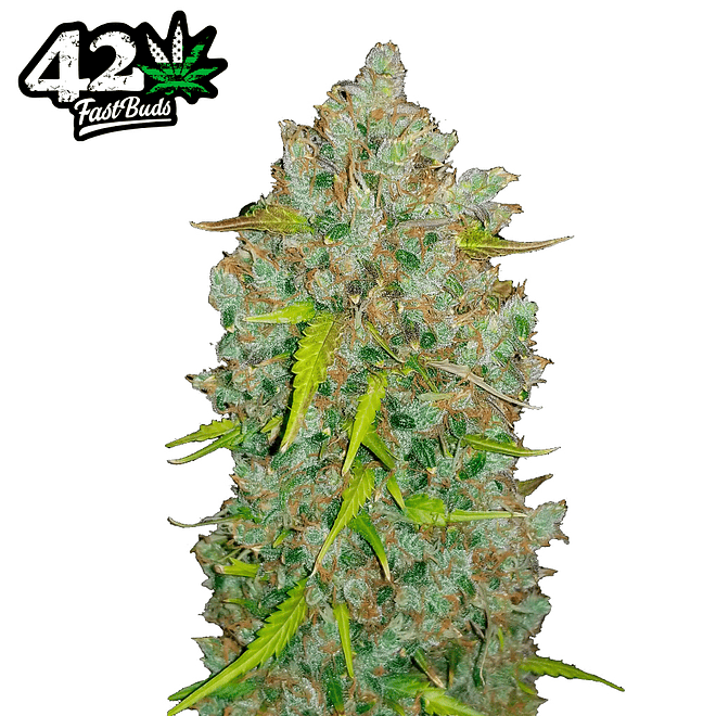 Fast Buds BubbleGum Auto 3 + 2 2