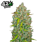 Fast Buds BubbleGum Auto 3 + 2 - Miniatura 2