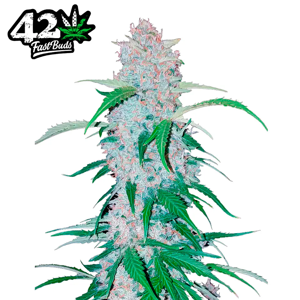 Fast Buds Six Shooter Auto 3 + 2 2