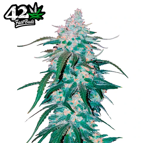 Fast Buds Pineapple Express Auto 3 + 2