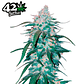 Fast Buds Pineapple Express Auto 3 + 2 - Miniatura 2