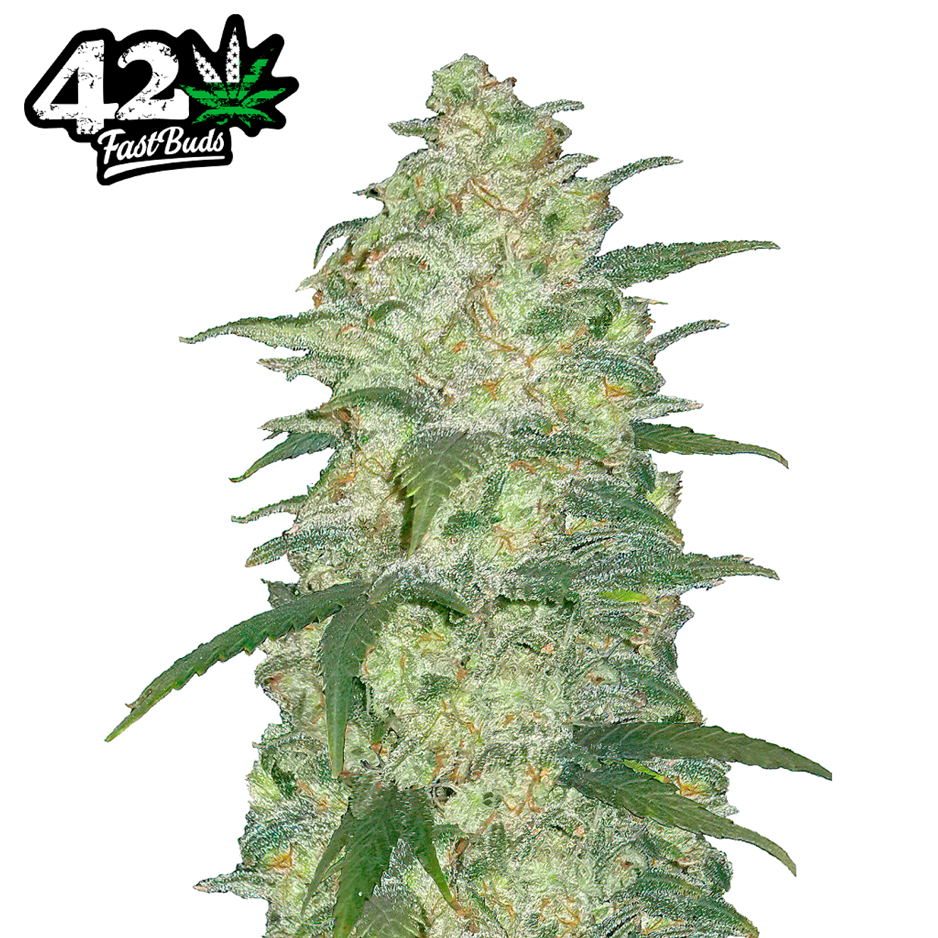 Fast Buds White Widow Auto 3 + 2 2