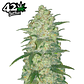 Fast Buds White Widow Auto 3 + 2 - Miniatura 2