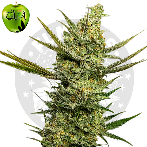 Eva Seeds Gipsy Haze Fem