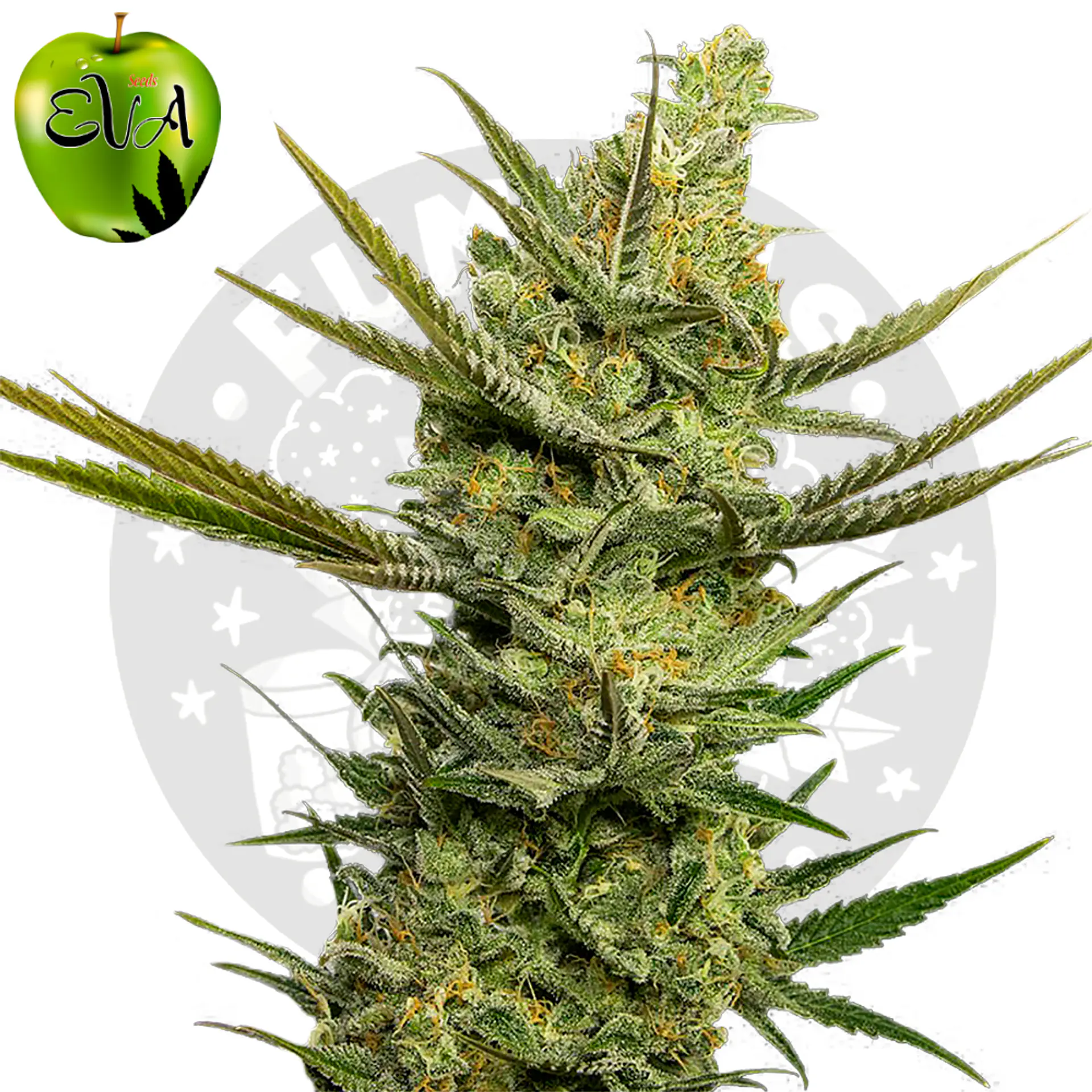 Eva Seeds Gipsy Haze Fem 2